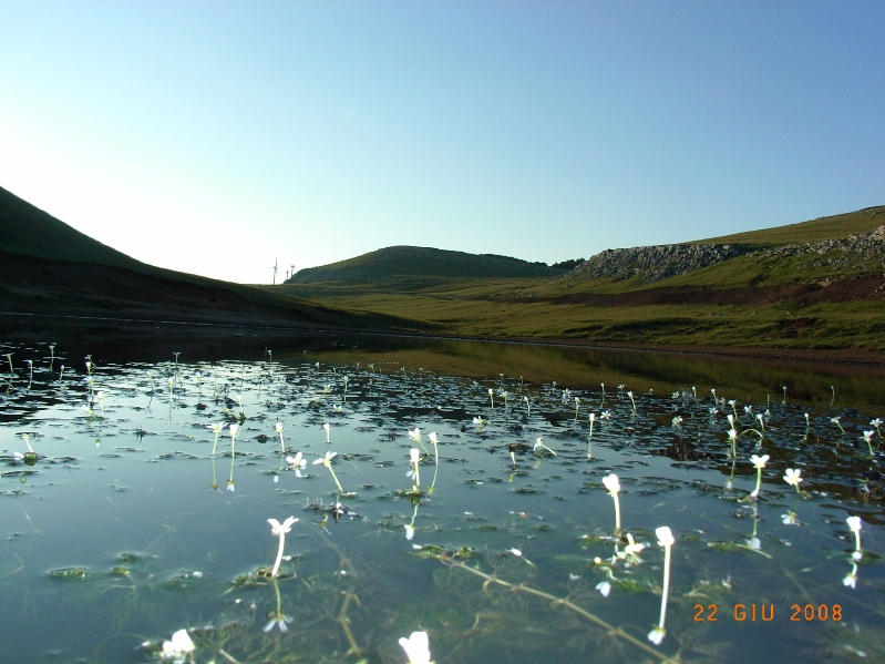 sul laghetto - Ranunculus sp.